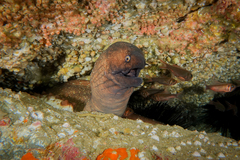 Gymnothorax prionodon