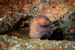 Gymnothorax prionodon