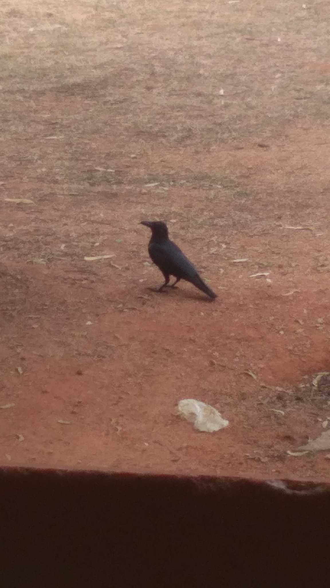 Large-billed Crow