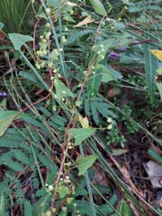 Muehlenbeckia gracillima