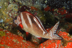 Morwong ephippium