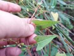 Muehlenbeckia gracillima