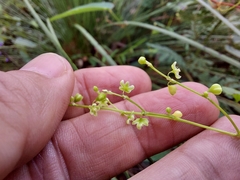 Muehlenbeckia gracillima