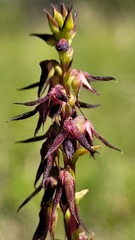 Genoplesium filiforme