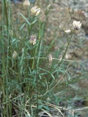 Trifolium dedeckerae