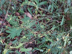 Muehlenbeckia gracillima