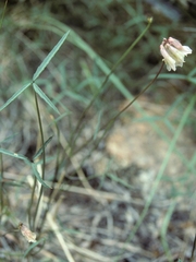Trifolium dedeckerae