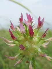 Trifolium spumosum