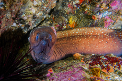 Gymnothorax prionodon