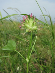 Trifolium spumosum