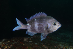 Chromis dispila