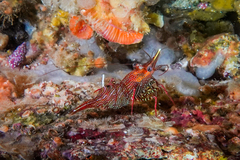 Rhynchocinetes balssi