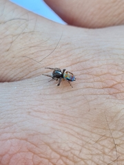 Maratus pavonis