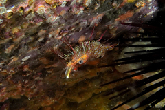 Rhynchocinetes balssi