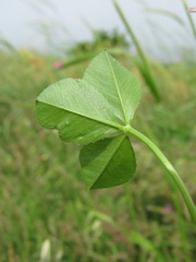 Trifolium spumosum