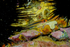 Forsterygion maryannae