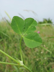 Trifolium spumosum