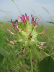 Trifolium spumosum