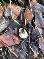Helminthoglypta traskii