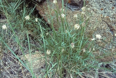 Trifolium dedeckerae