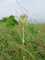 Trifolium spumosum