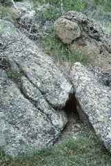 Trifolium dedeckerae