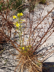 Bulbine annua