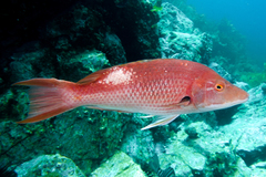 Bodianus unimaculatus