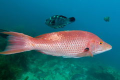 Bodianus unimaculatus