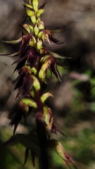 Genoplesium filiforme