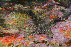 Kelpfish photo 3