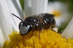 Hylaeus nigritus