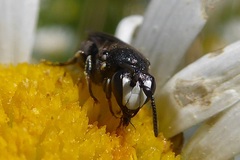 Hylaeus nigritus