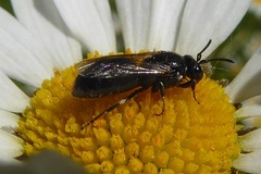 Hylaeus nigritus