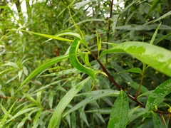 Myoporum betcheanum