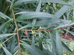 Myoporum betcheanum