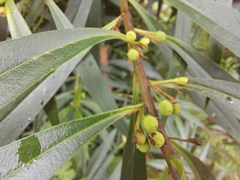 Myoporum betcheanum