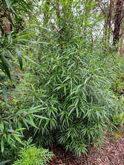 Myoporum betcheanum