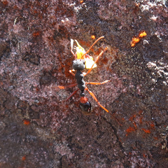 Myrmecia esuriens