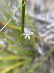 Arthropodium milleflorum