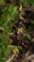 Genoplesium filiforme