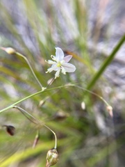 Arthropodium milleflorum