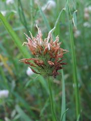 Trifolium apertum