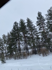 Pinus sylvestris