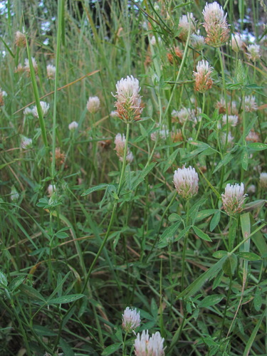 Open clover (Trifolium apertum)
