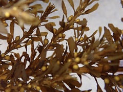 Sargassum horneri