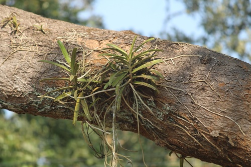 Acampe carinata (Griff.) Panigrahi 3