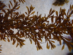 Sargassum horneri