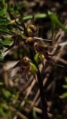 Genoplesium filiforme