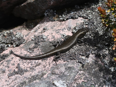 Carinascincus